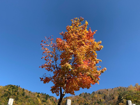 Happy Tour-高山市必去景点