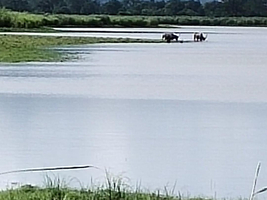 Kaziranga National Park景点图片