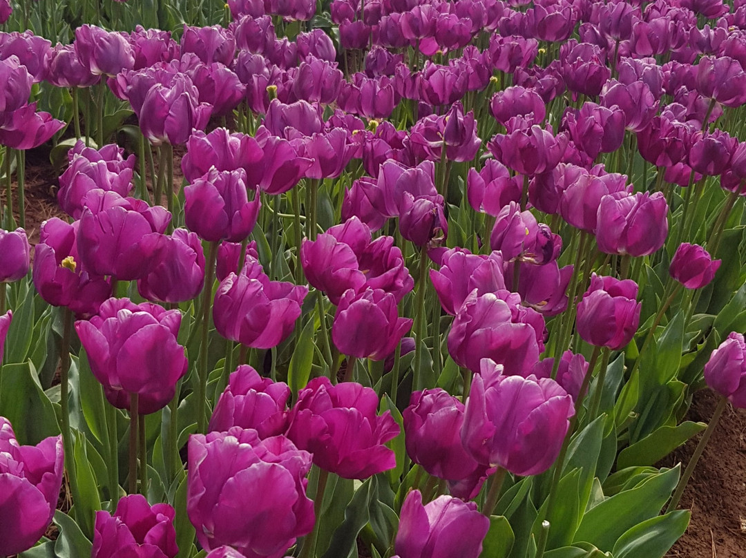 Tasmania Boutique Tours-温耶德必去景点