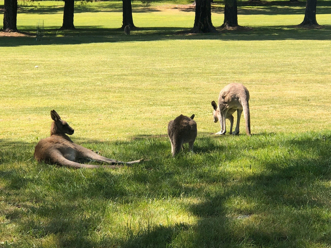 Mt Beauty Golf Club-Mount Beauty必去景点