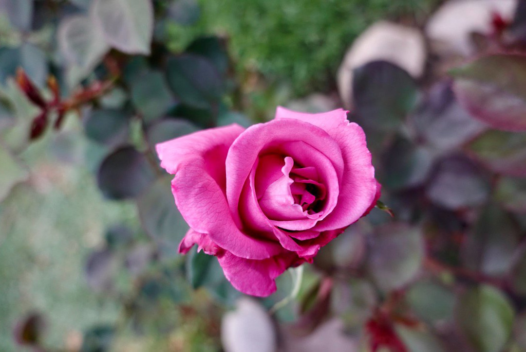 Hotel Portal del Santo Salta Cafayate主图