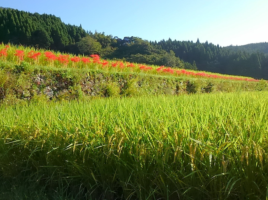 Sakamoto Rice Terrace-日南市必去景点