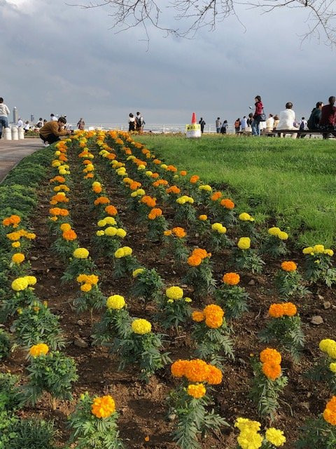 Sakura no yama Park-成田市必去景点