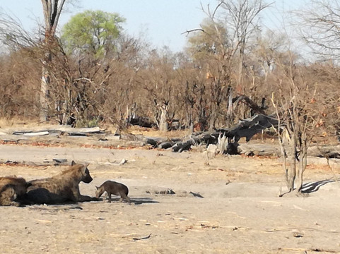 Magotho Camp (Khwai Development Trust)主图