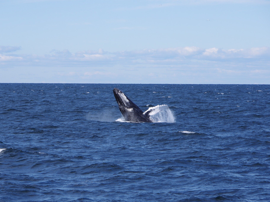 New England Aquarium Whale Watch景点图片