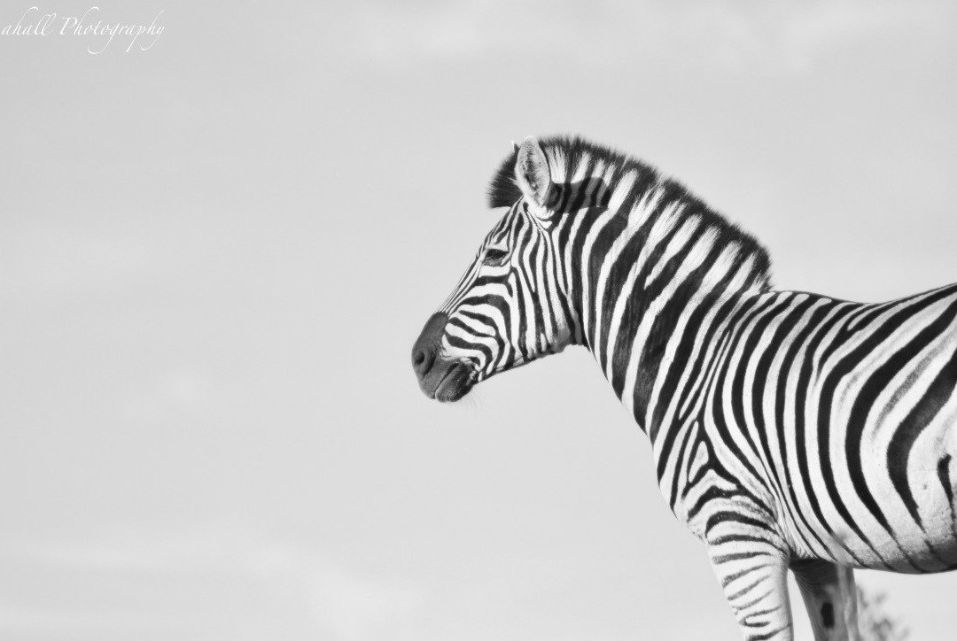 Nkonzo Wildlife Research-Hartenbos必去景点