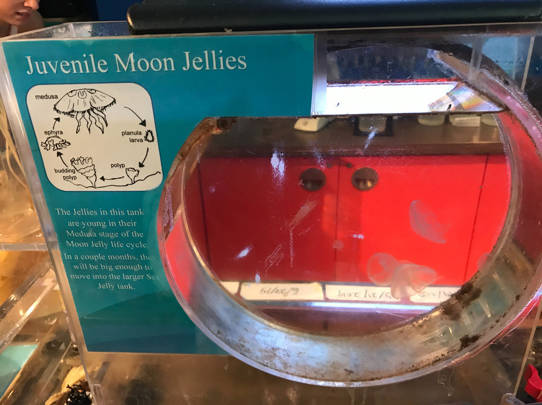 Roundhouse Marine Studies Lab and Aquarium-曼哈顿海滩必去景点