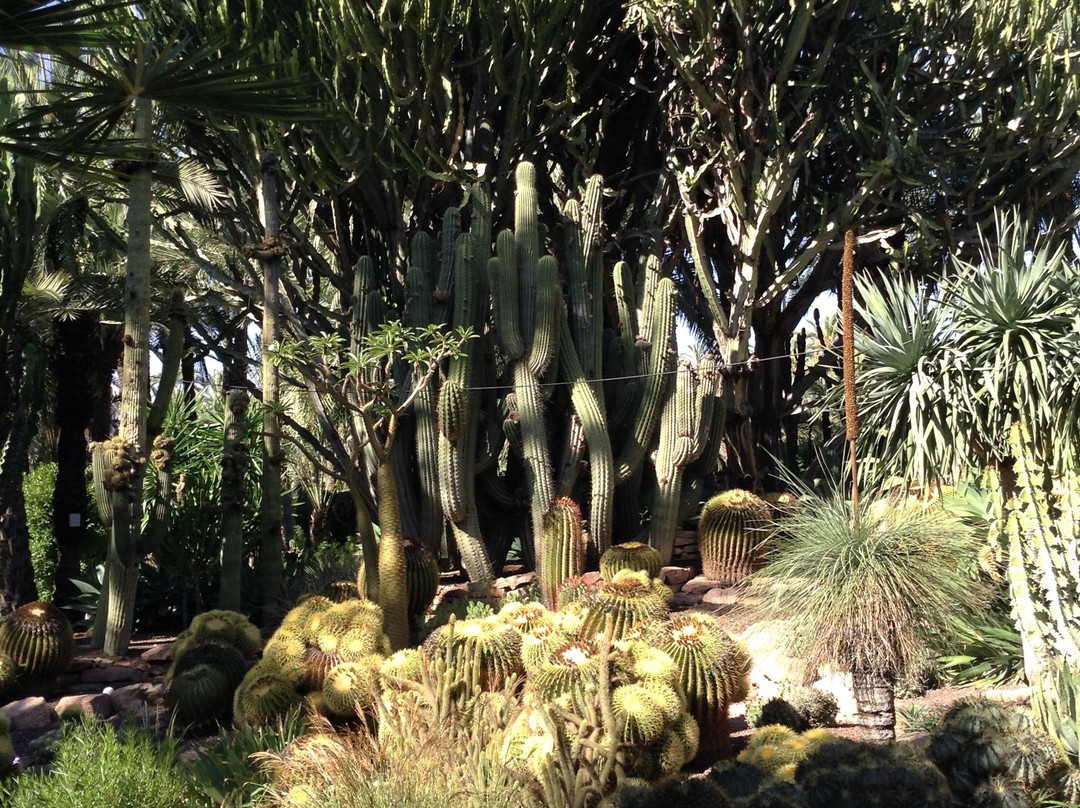 Palmeral of Elche景点图片