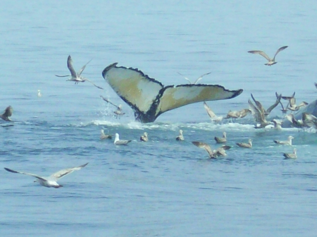 Dolphin Fleet Whale Watch
