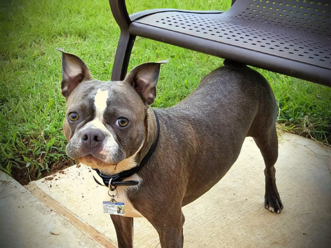 Shreveport Dog Park景点图片