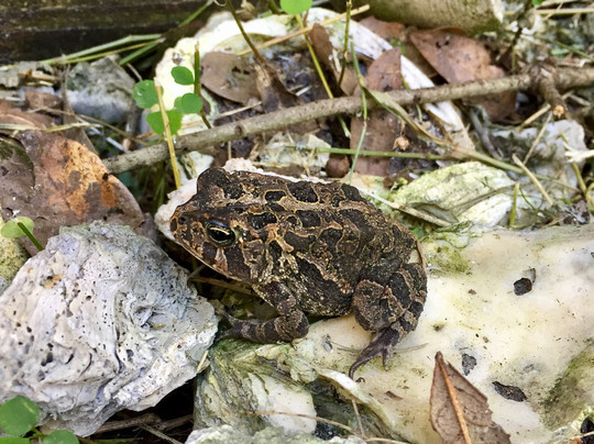 Crowley Museum and Nature Center-萨拉索塔必去景点