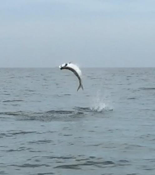 Adam Mikelson's Fishing Adventures-那不勒斯必去景点