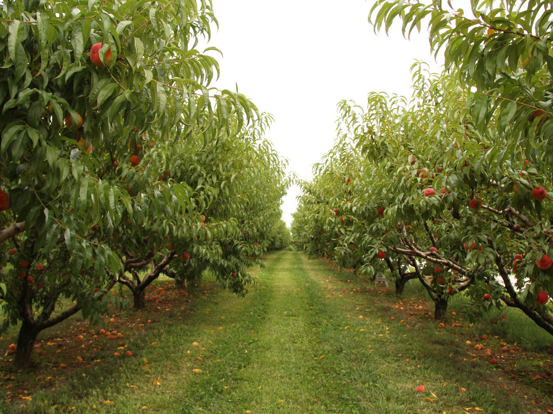 Kauffman Orchards景点图片