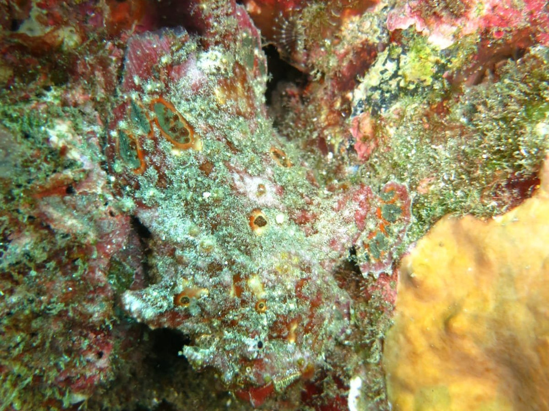 Haliotis Dive Center-明德卢必去景点