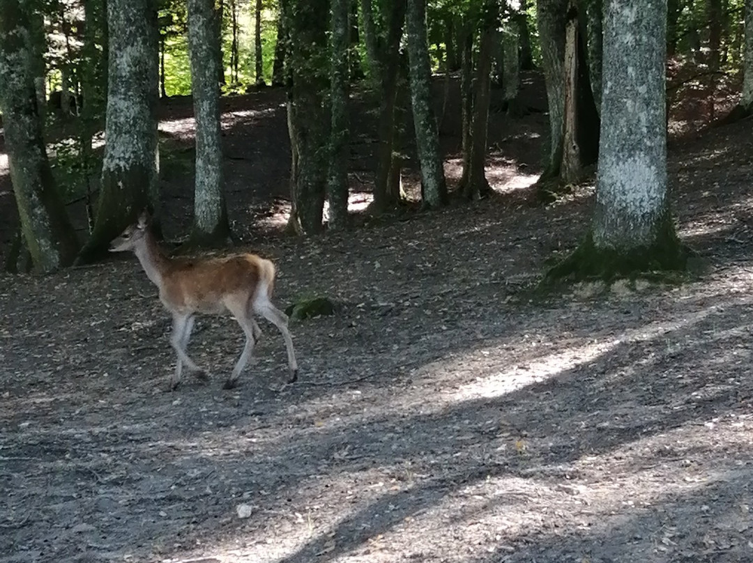 Albergo Del Sole主图
