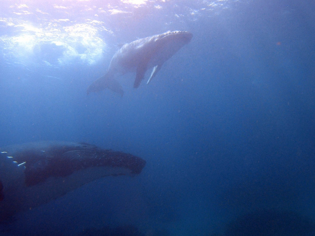 Whale Dive Tonga-努库阿洛法必去景点