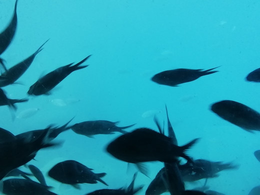 Poseidon Submarine-罗德城必去景点