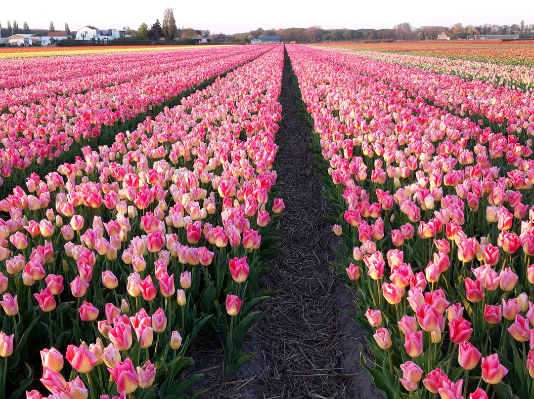 Dutch Flower Tours景点图片