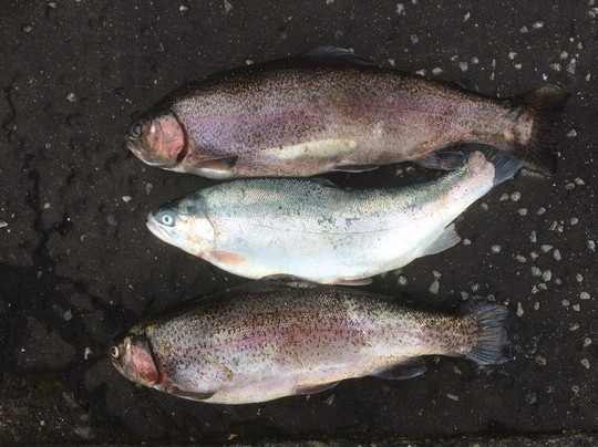 Loch Glow Fishery-Kelty必去景点