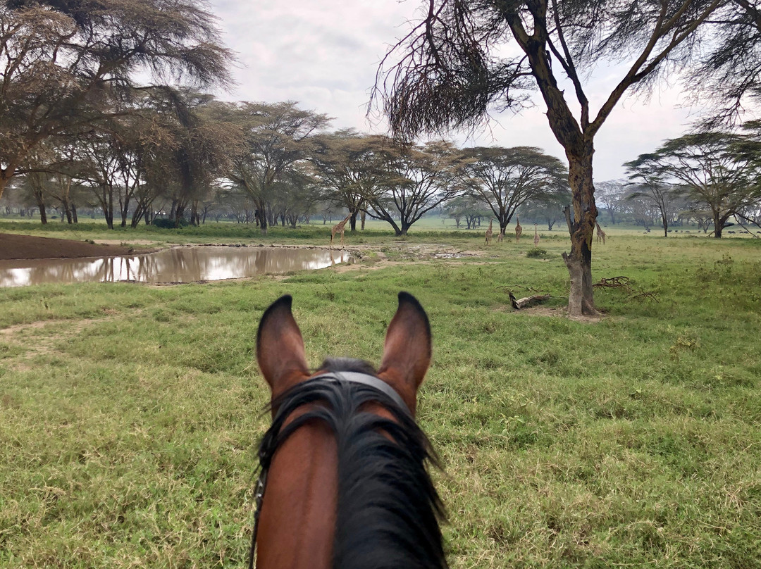 Bellafrica Journeys - Horse Riding Safari-奈瓦夏必去景点