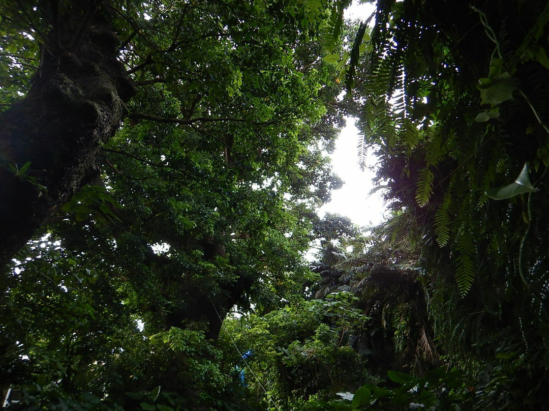 Shurikinjocho Oakagi Tree-那霸市必去景点