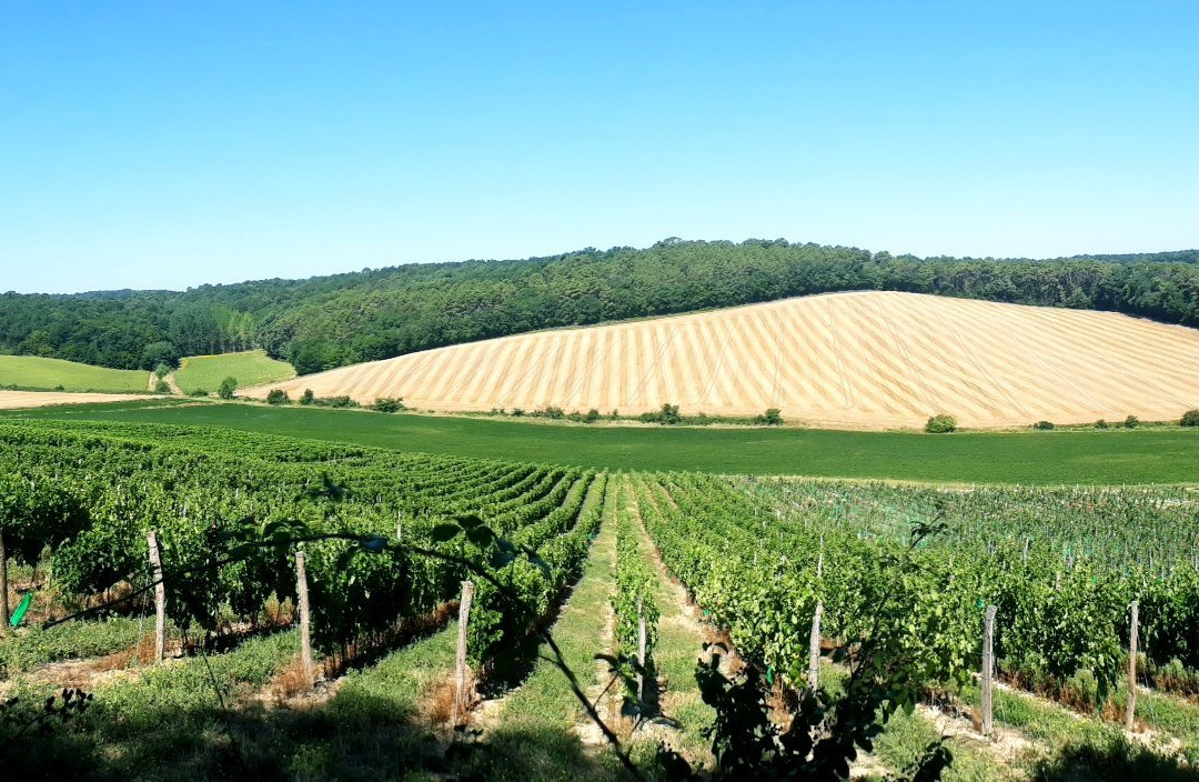 Les Vignerons de Buzet景点图片