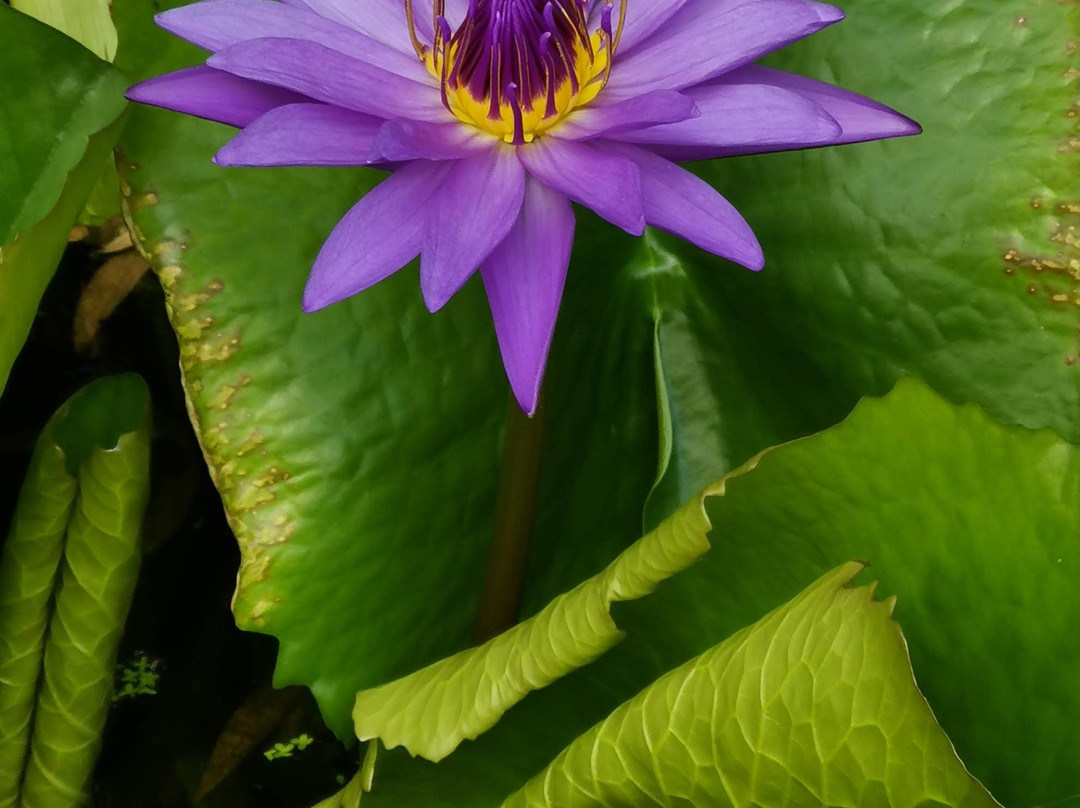 Plantentuin Meise景点图片
