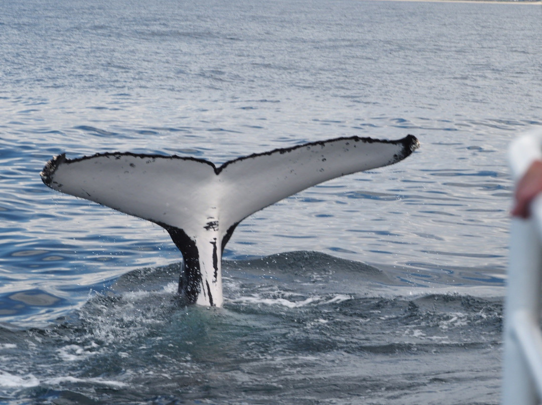 Spirit of Gold Coast Whale Watching-梅因海滩必去景点