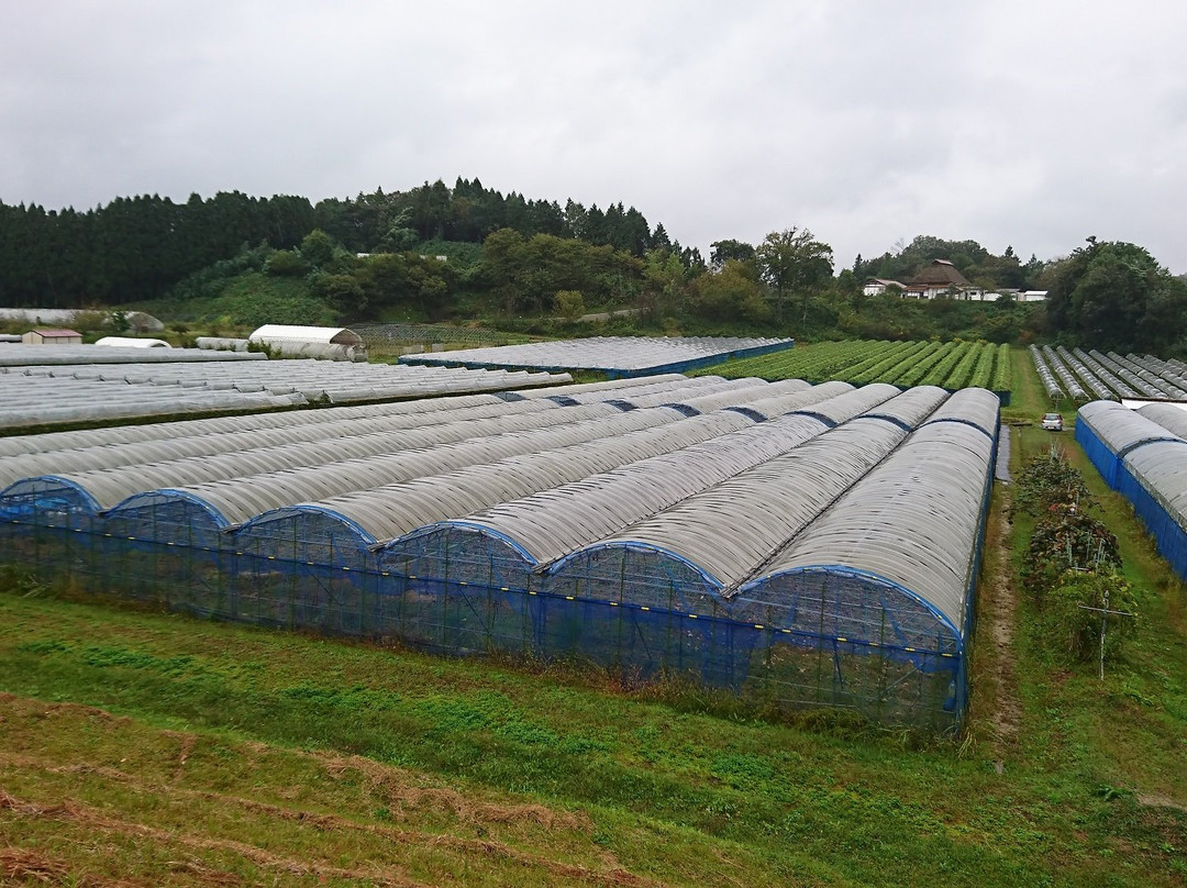 Oku-izumo Vineyard-云南市必去景点
