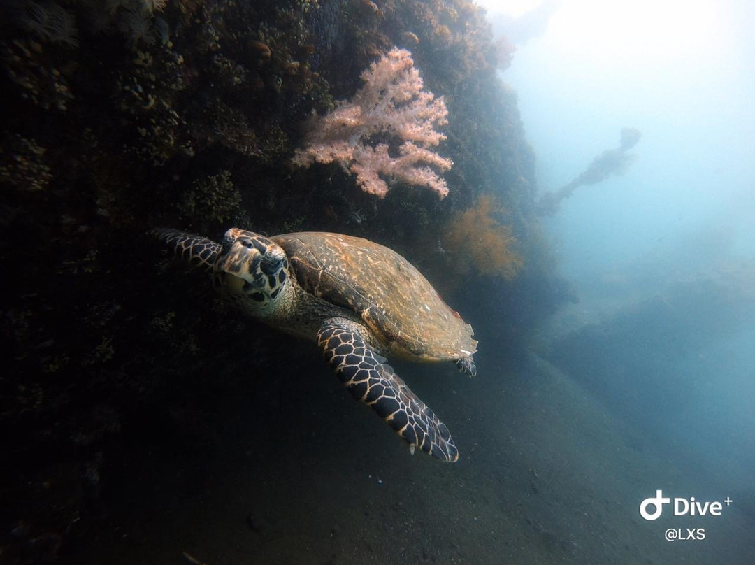 Bali Dive Trek景点图片