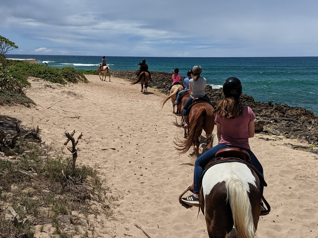 Turtle Bay Resort Horse Riding景点图片