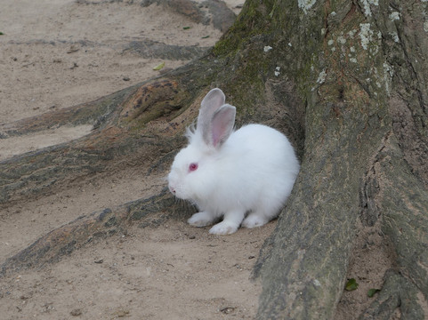 法国村 - 柏嘉雅山主图