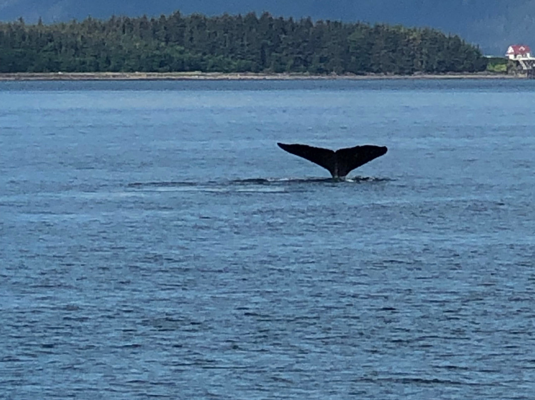 Juneau Tours & Whale Watch-朱诺必去景点