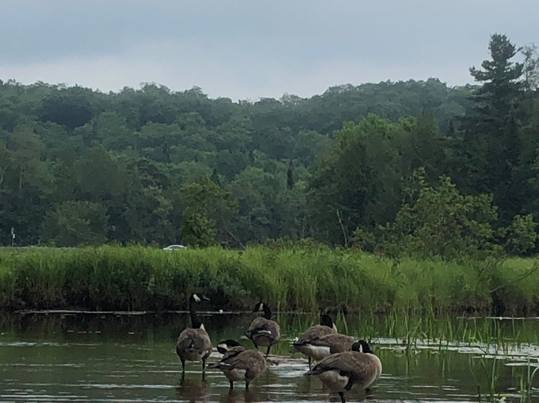 Tickner's Moose River Paddling Trails景点图片