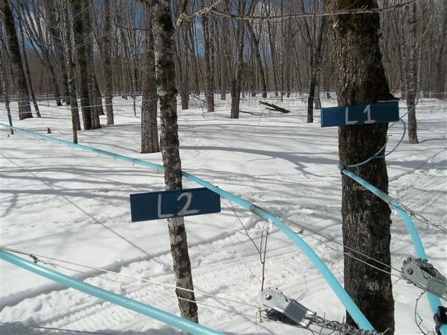 Sawyer's Maple Farm景点图片