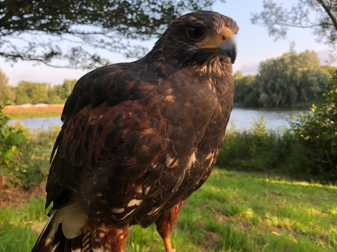E & C Falconry Experience Ltd景点图片
