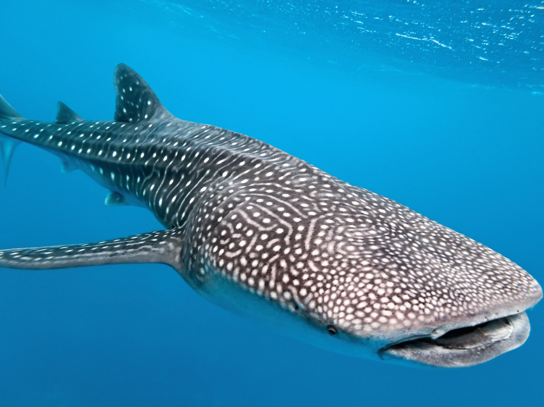 Aquaholics Barra Scuba & Activities-Praia da Barra必去景点