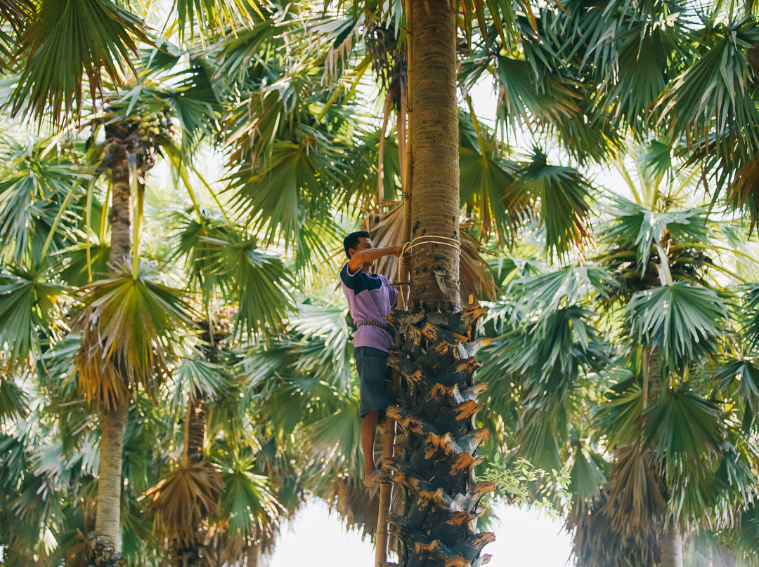 Lung Thanom Sugar Palm Plantation景点图片