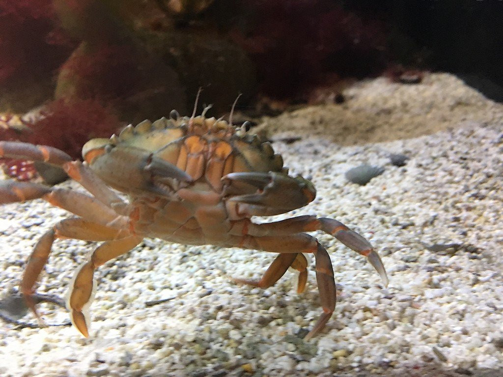 Wattenmeer Besucherzentrum-库克斯港县必去景点