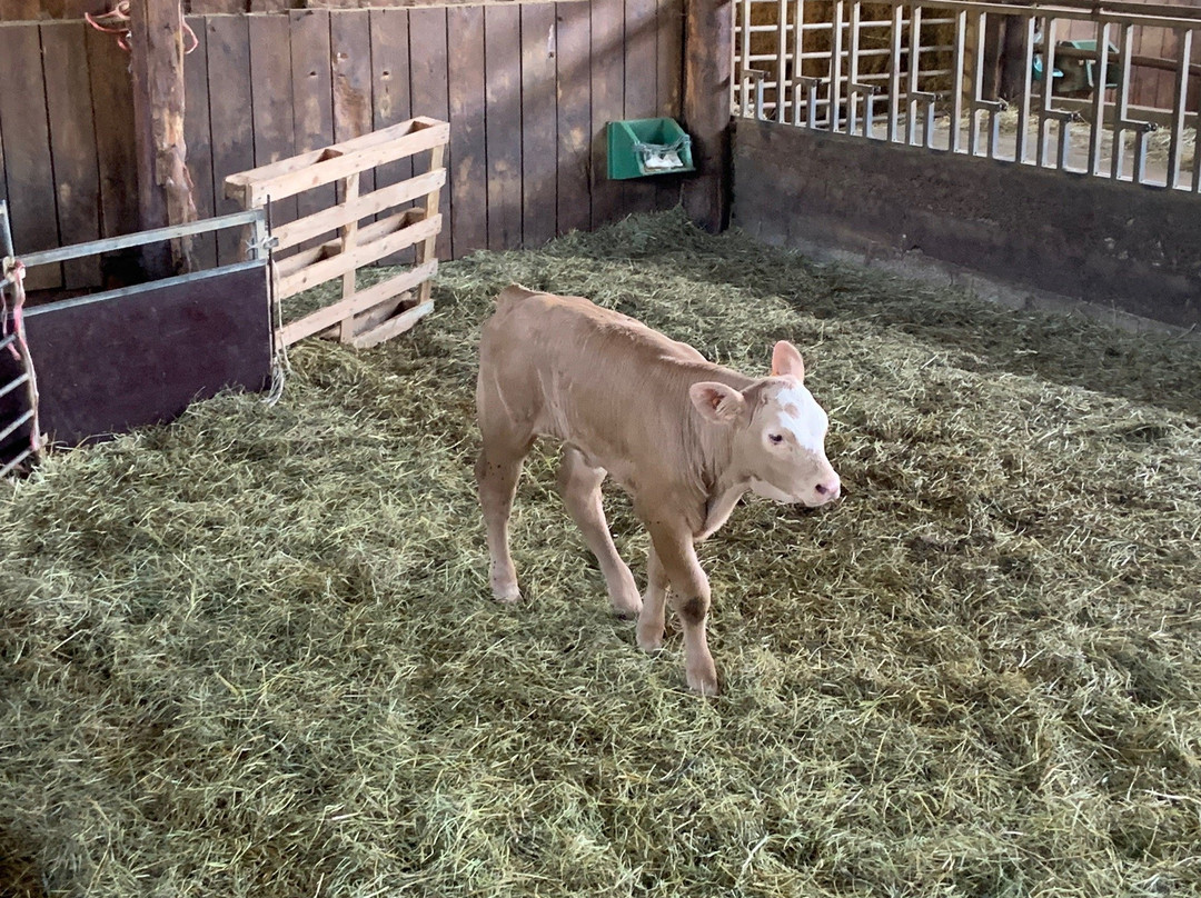 La Pastourelle-Chateaudouble必去景点