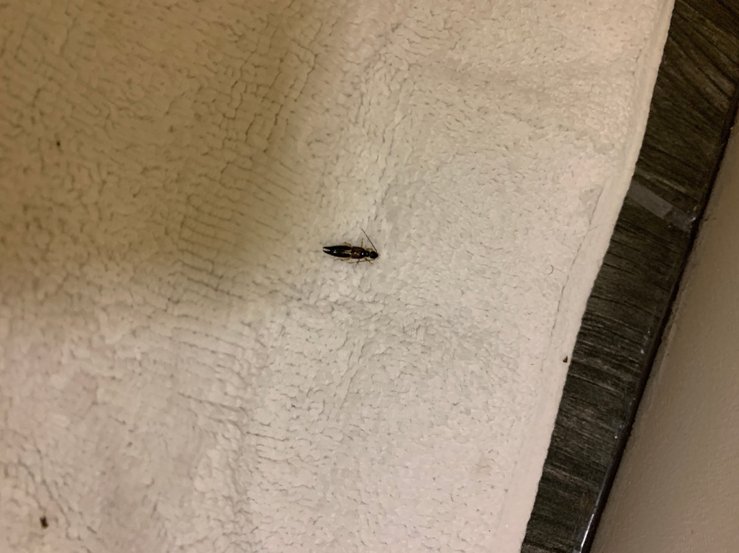 格林维尔贝斯特韦斯特酒店主图