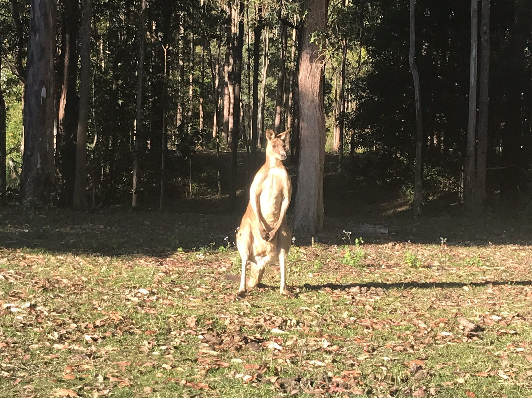 Tait's Wongabel Stables- 阿瑟顿必去景点