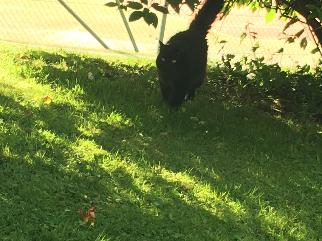 Cordial Feriendorf Achenkirch主图