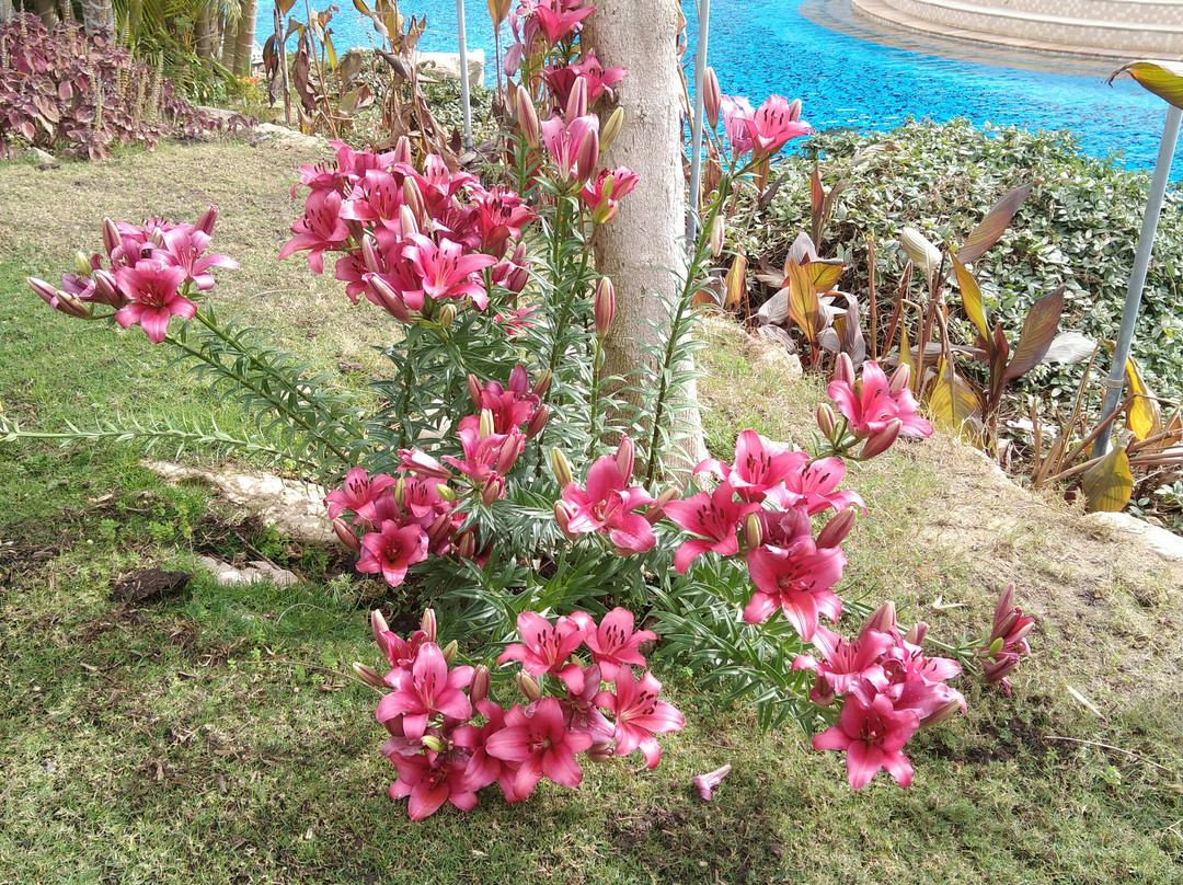 El Safwa Resort