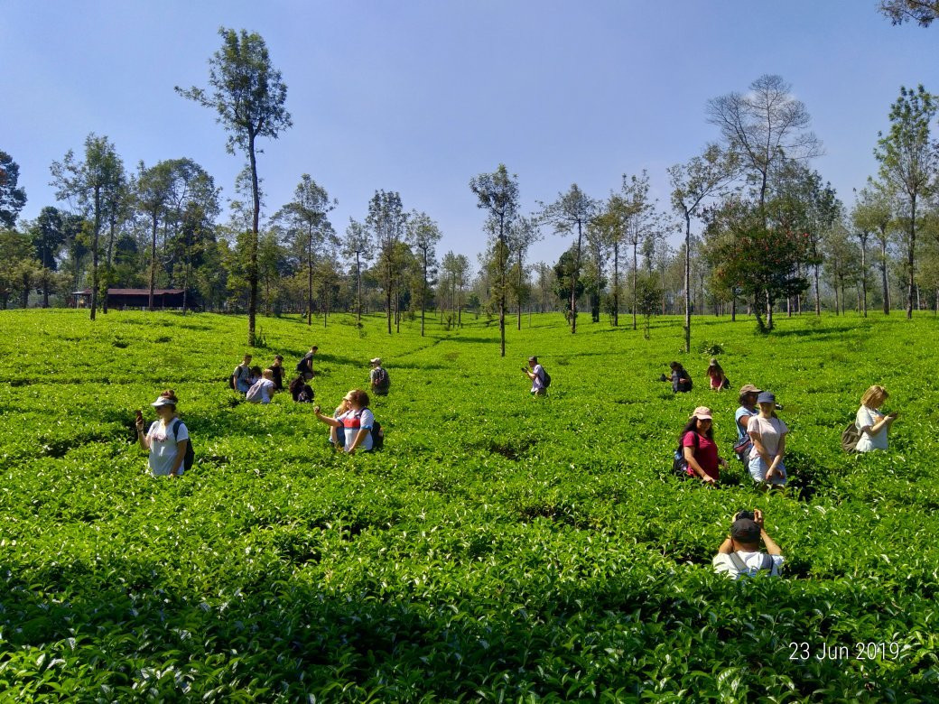 Agrowisata Tambi景点图片