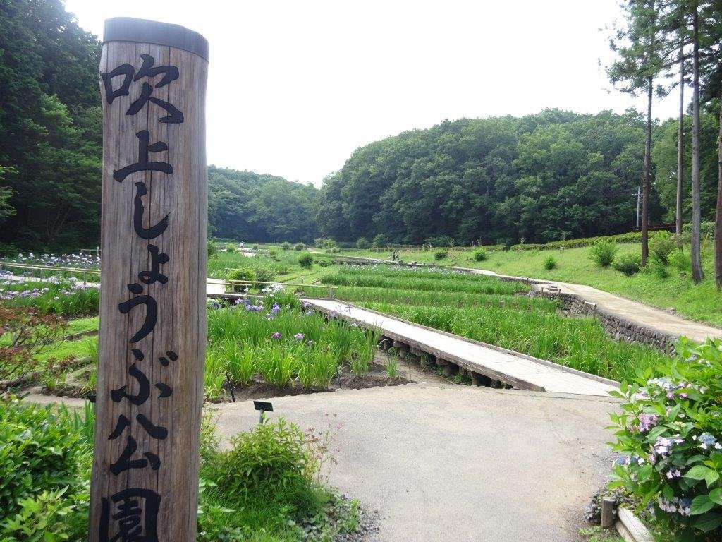 Fukiage Shobu Park-青梅市必去景点