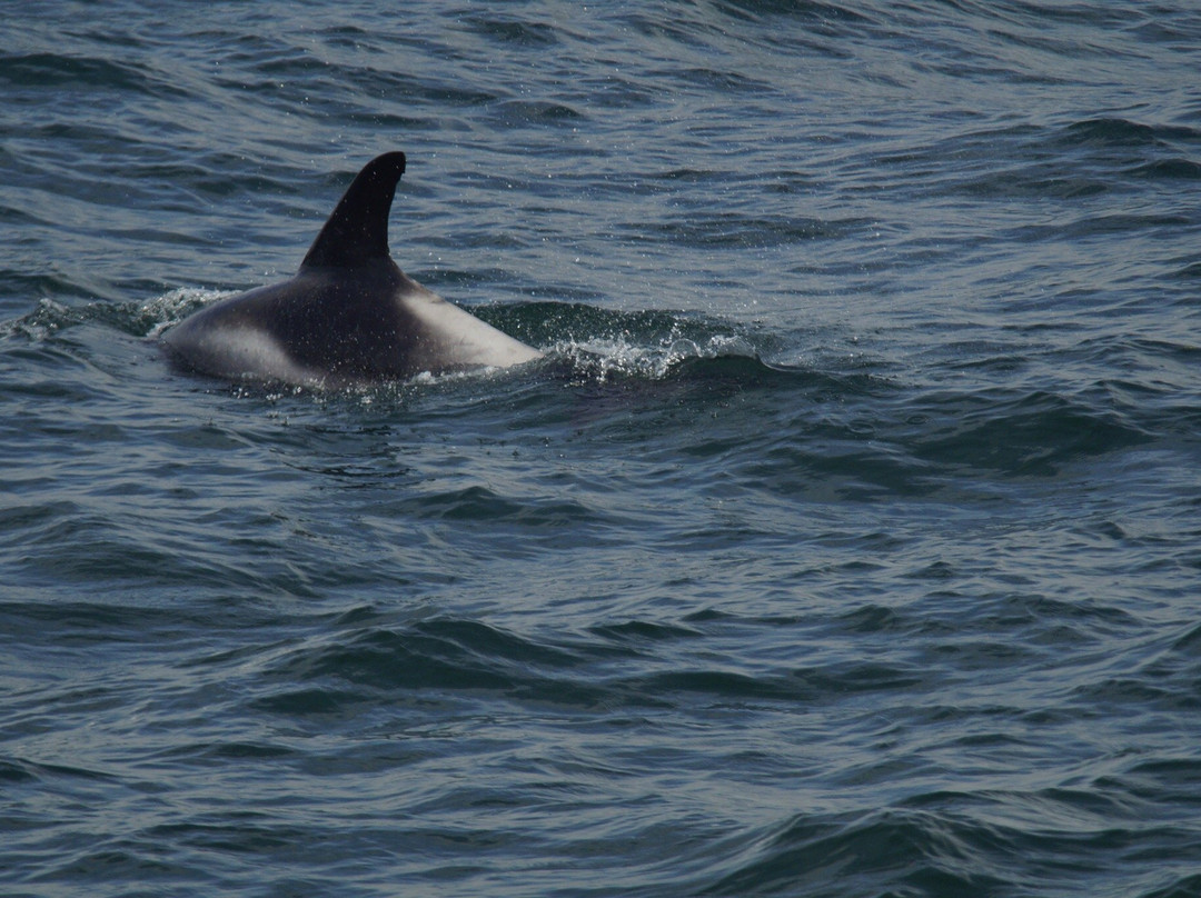 Elding Whale Watching景点图片