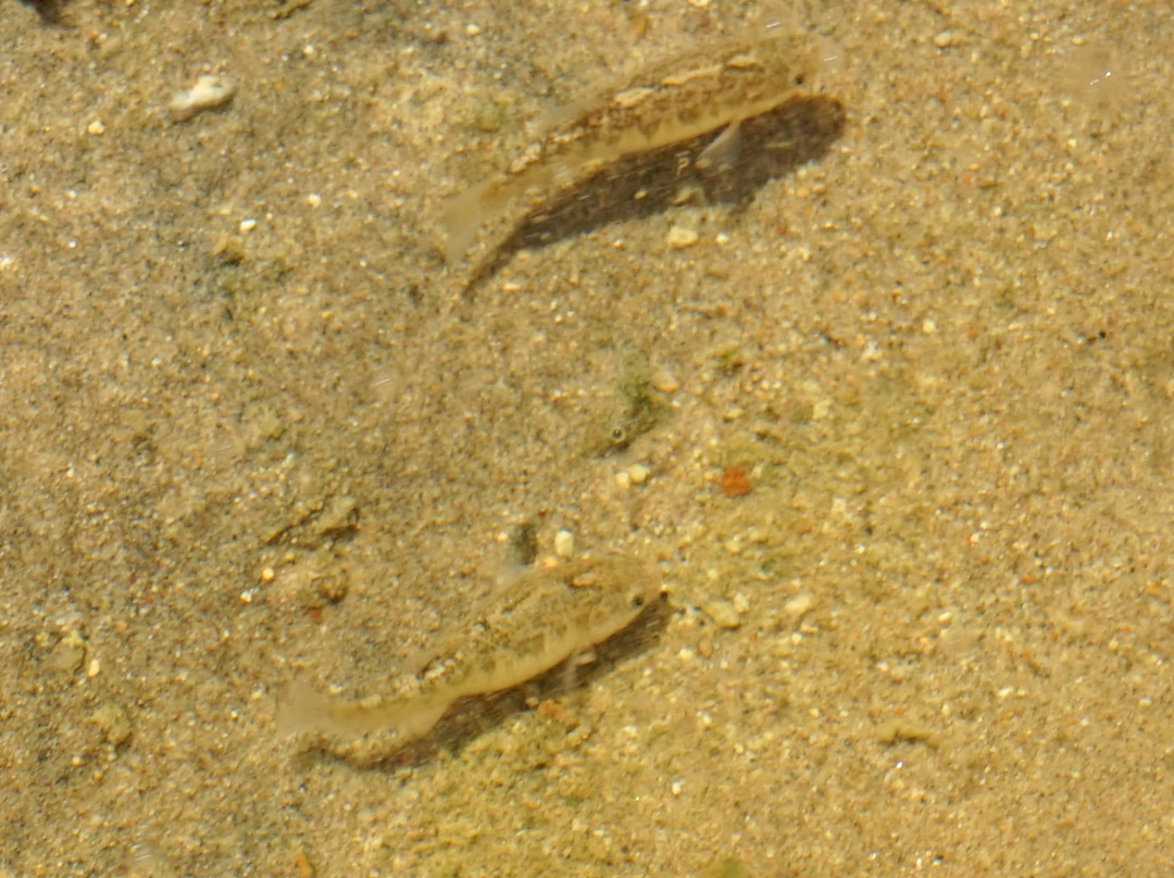 Salt Creek Interpretive Trail-死亡谷国家公园必去景点
