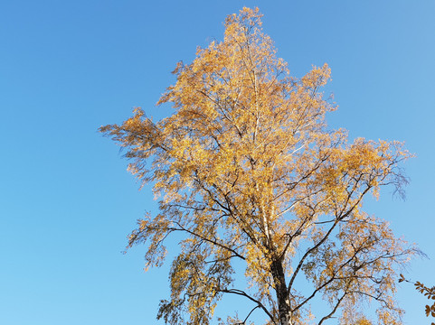 Hagaparken-阿尔沃斯塔必去景点