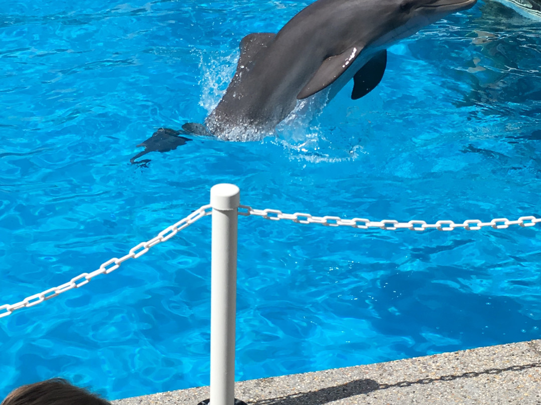 The Institute for Marine Mammal Studies景点图片